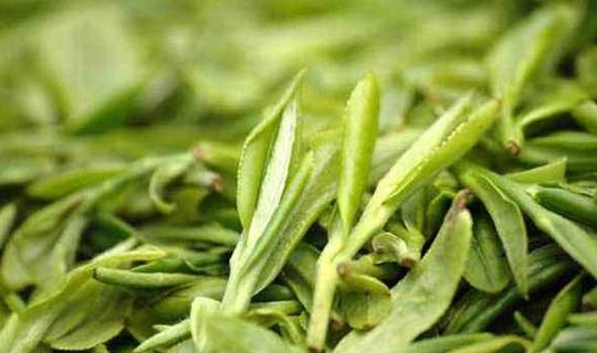 君山_武夷_银针