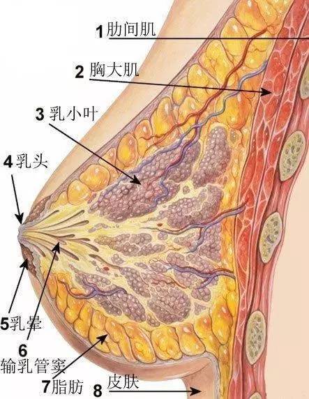 乳房正常起来部位图片