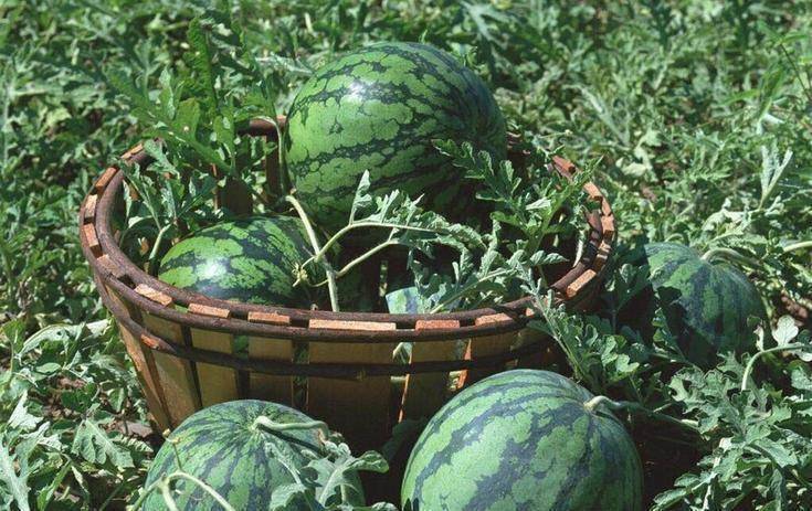 沙漠中遍地的"西瓜",为何就算再渴也无人敢吃,没人敢碰?