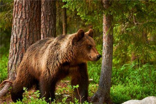 先是将女人和孩子转移到了村外,男人们则是组成了"猎熊队",上山猎熊