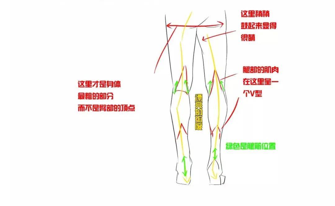 注意红线标出的大腿肌肉部分即可,从腰部外侧逐渐延伸向膝盖内侧