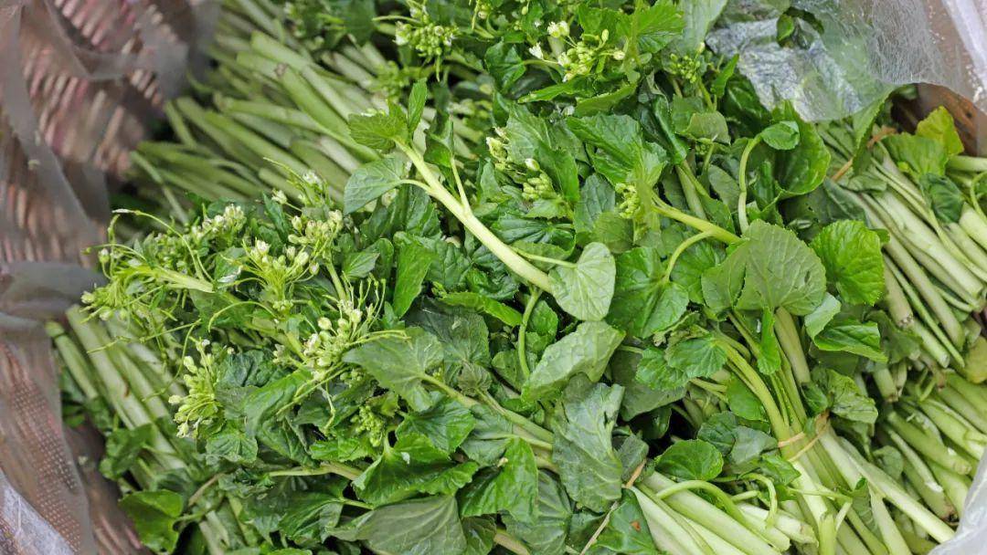 有一种叫云南的生活丨春日腾冲,食野篇_保山_野菜_香椿芽