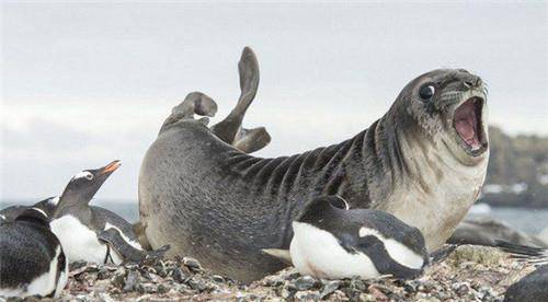 世界上最厉害的企鹅,有自己岛屿还被封为将军,士兵看见都得敬礼_挪威