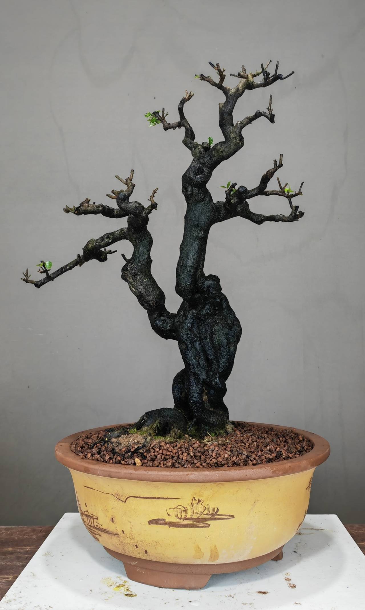 一盆一世界,三功筑传奇——盆景艺术探微_年功_时间_园艺