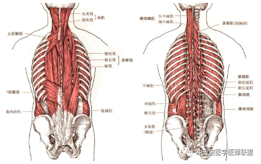 第四层:(1)椎枕肌 包括以下四肌①头后大直肌 纤维向外上方斜行起点