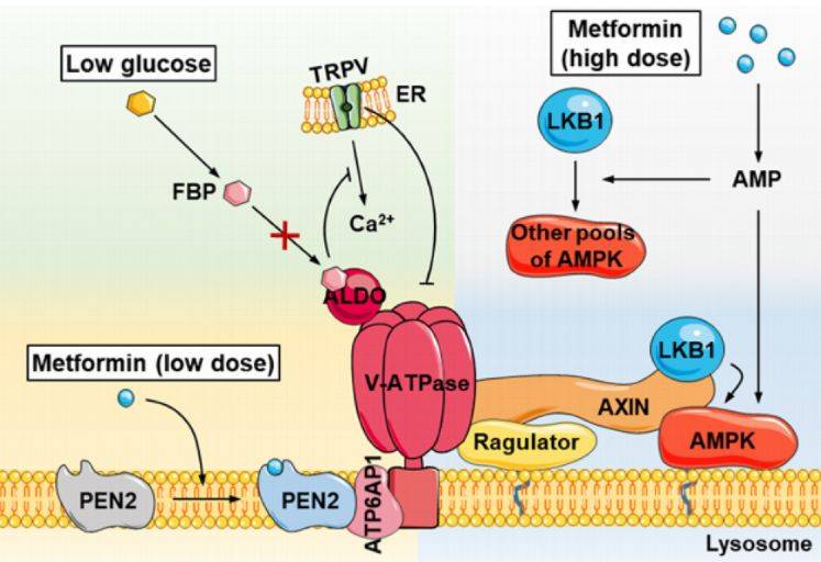 研究_实验_药物