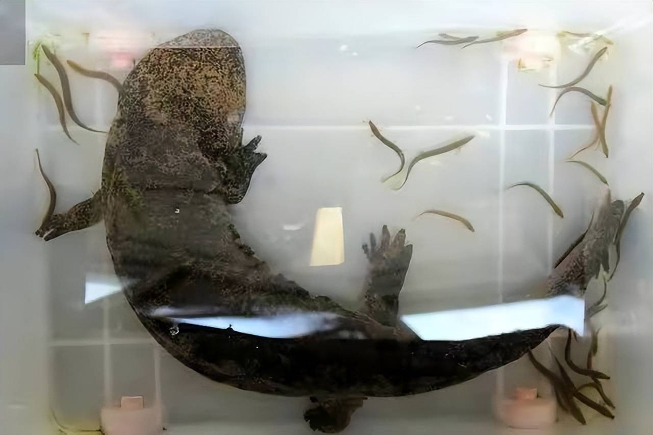 日本水族馆发现两只纯种中国娃娃鱼,或为罕见的"华南大鲵"!