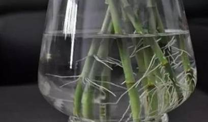 水培富贵竹不生根,别着急,关键是养护方式要做对_植物_叶片_底部