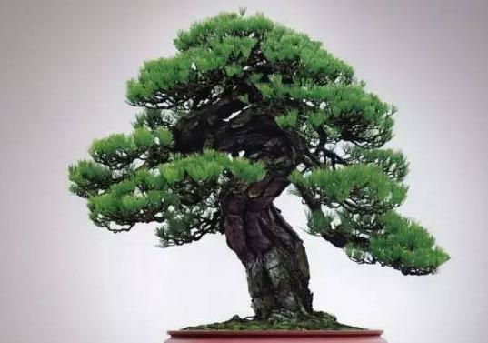 当初200元收购一黑松素材,如今价过100万仍然不卖,价值如此而来_盆景