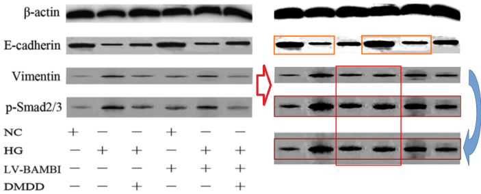 广西医科大学药学院院长黄仁彬存在十余篇因大量图片重
