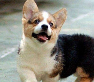 原创柯基犬多大可以繁殖柯基犬繁殖方法要点及注意事项