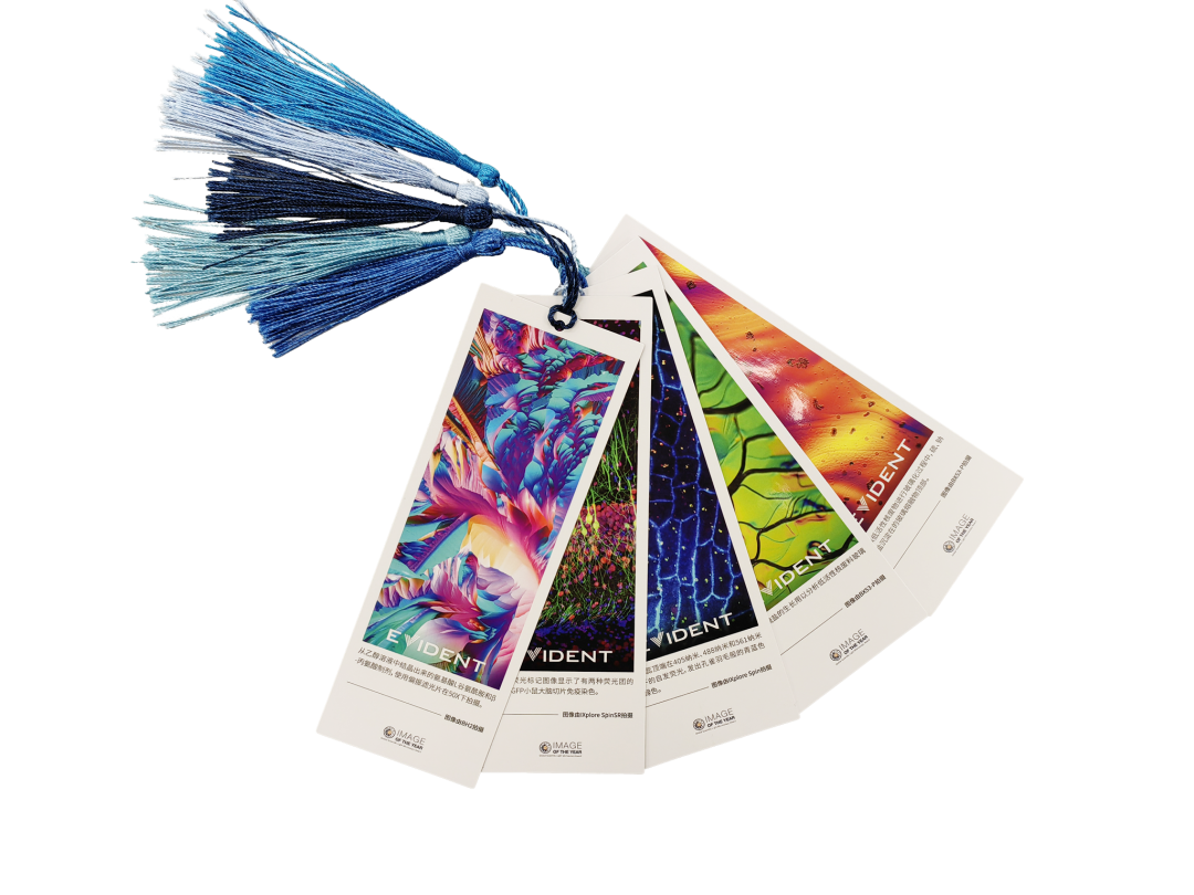 evident第五届全球显微图像大赛瞩目盛启!_显微镜_获奖者_视频