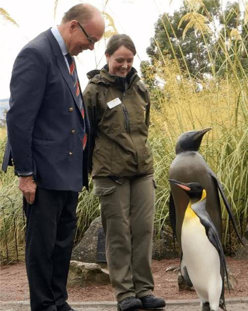 世界上最厉害的企鹅,有自己岛屿还被封为将军,士兵看见都得敬礼_挪威