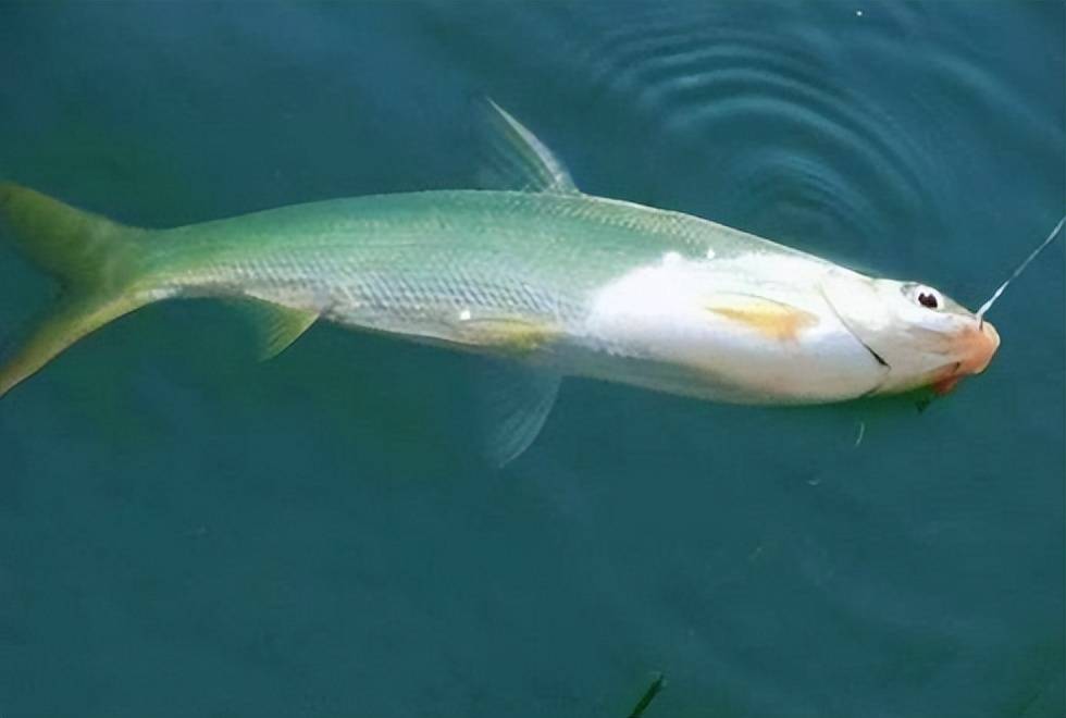 黄尾_口感_保护