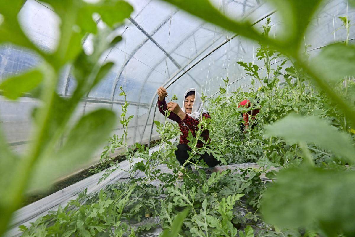 国货品牌背后的特殊力量:一盛物理农业入选《国货档案》_技术_发展