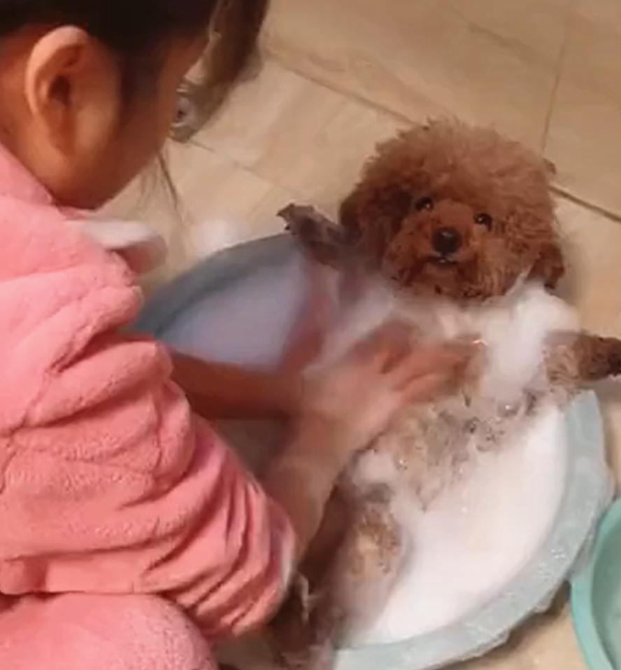 原创泰迪爱洗澡一洗澡就趟进水盆里喜笑颜开狗看我多舒服