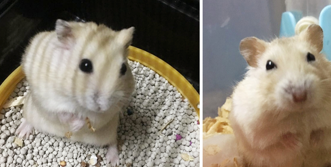 原创仓鼠能够胖成什么样子宠主不知为什么谁见了它都会想笑