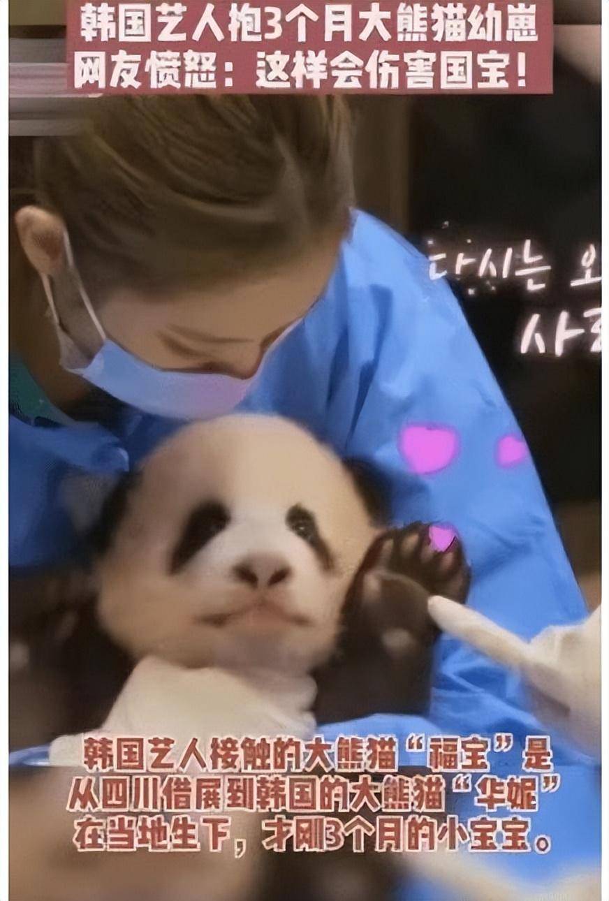 另外,家里饲养宠物的人也不能碰,因为易致使熊猫得犬瘟热.