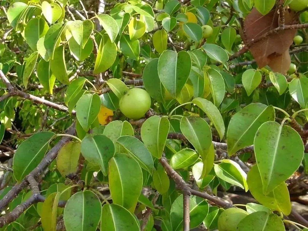 无法碰砍烧的树毒番石榴树到底有何神秘之处