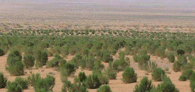 澳大利亚土地沙化严重,有没有必要将中部的沙漠打造成居住地带?