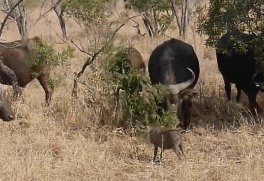 无知野猪与一群野牛对视 结果被暴揍 野猪:怪我近视_蹂躏_攻击_能力