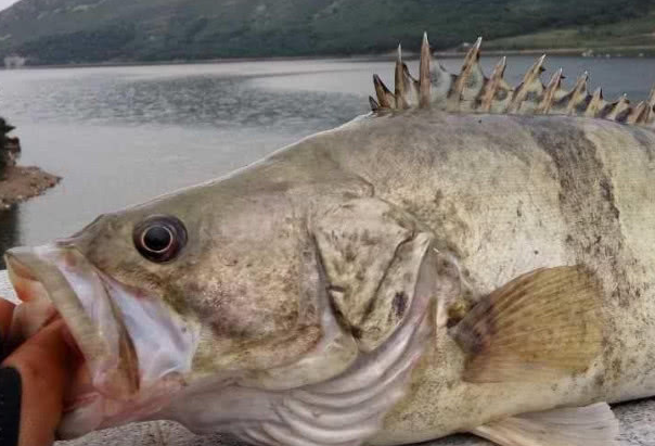 此鱼带着满身花纹,游在水中全身孔武有力,食在口中肉质鲜嫩美味_鳜鱼