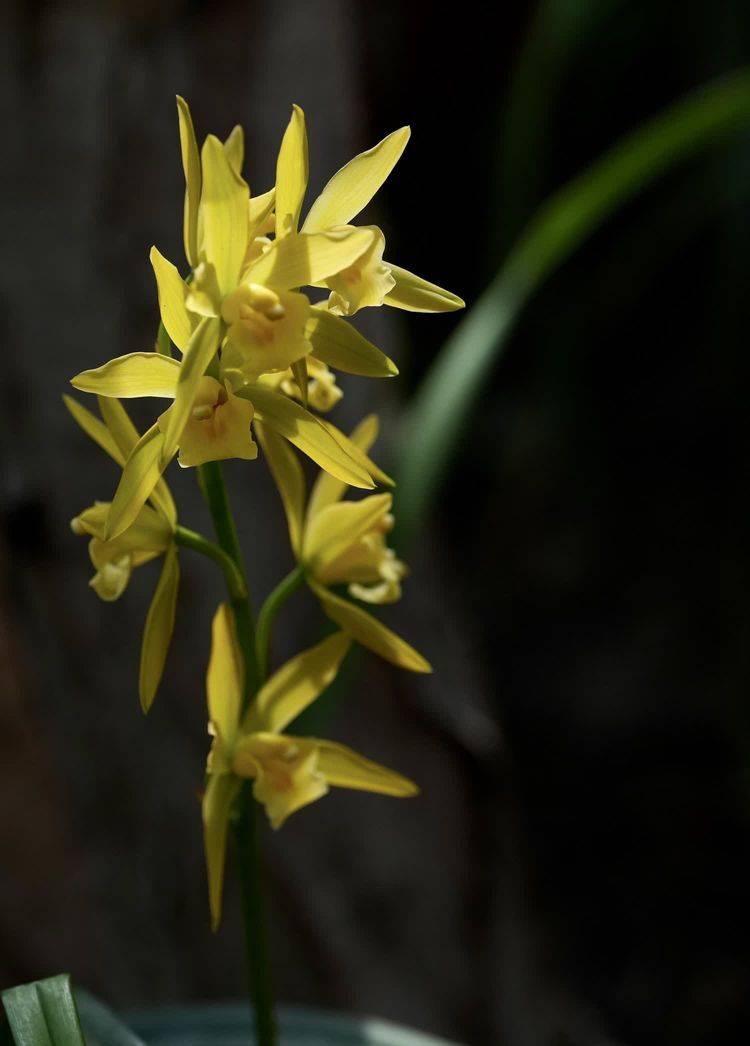 为春天写几首小诗_种子_植物_小蝌蚪