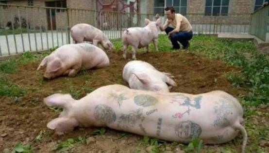 猪生巅峰,吃巧克力喝啤酒,一张皮卖70万,香奈儿定制限量包_德沃伊