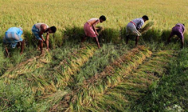 原创中印人口都非常多在粮食上却是一个买一个卖印度人吃得少么