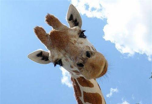 史料中写道:西南之诹,大海之浒,实生麒麟,身高五丈,麋身马蹄,肉角黦黦