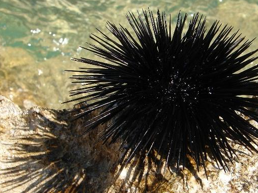 原创日本人最懂吃海胆吗不当然不是中国才是吃海胆的高手