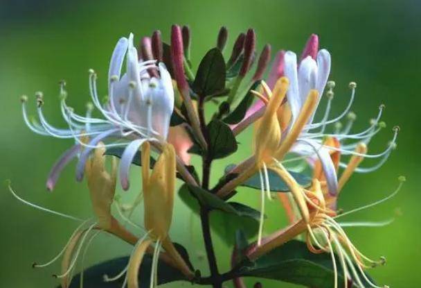 金银花和它是天生一对,坚持喝,肝脏干净了,睡眠质量也好了_作用_功效