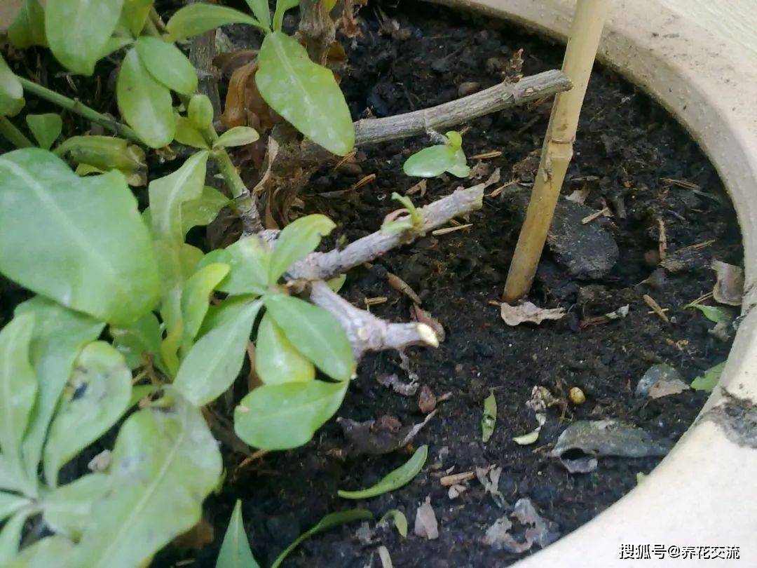 上面是棒棒糖造型的蓝花丹蓝雪花可以通过不断的修剪,绑扎,让它攀附