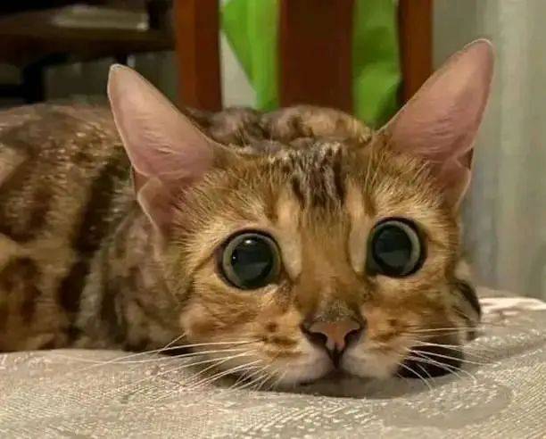 一次偶然的机会,她在一家猫咖邂逅了优雅迷人的孟加拉猫,怦然心动
