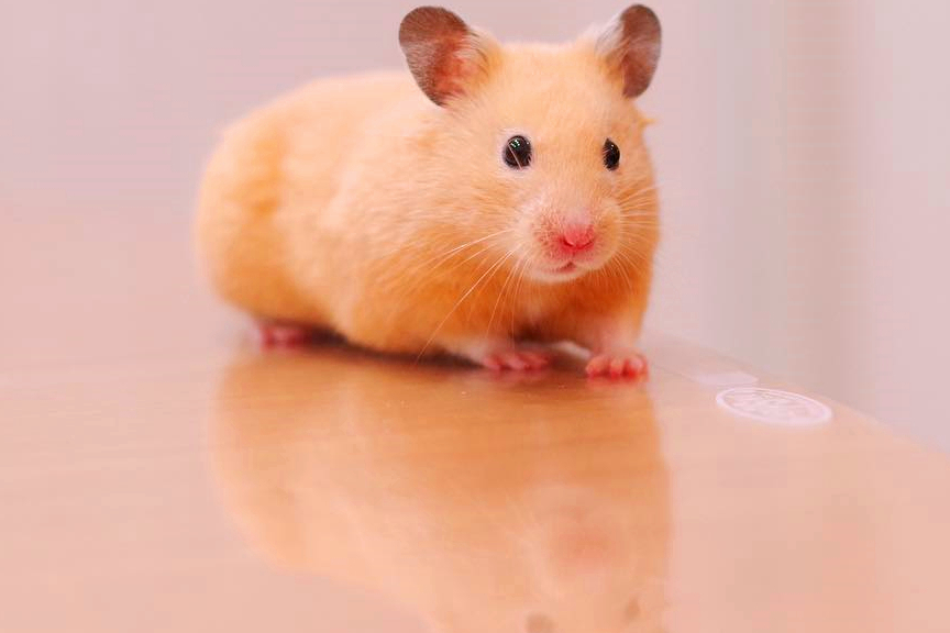 仓鼠还想玩捉迷藏,被抓后钻进衣袋,耍赖不想回鼠笼_鼠鼠_主人_宠物