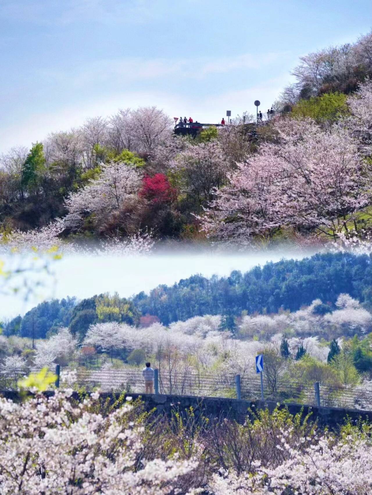 樱花_瀑布_浒溪