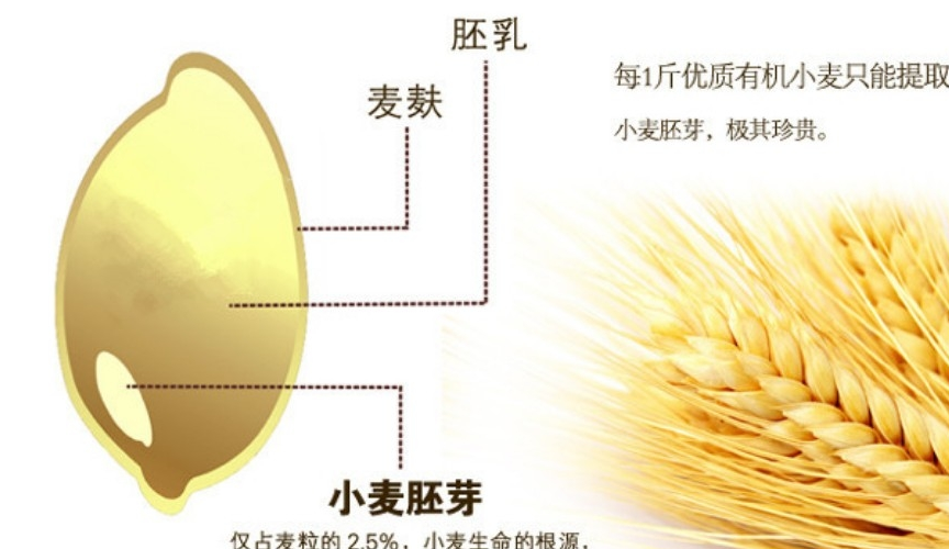 它的体积只占整粒麦子的百分之二,但是它的营养价值占了整颗麦子的