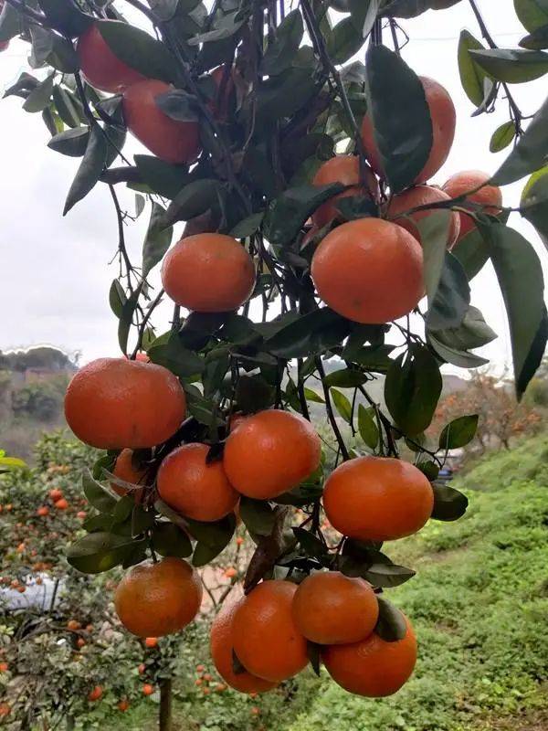 重庆江津区新专联和农信协携手邮政快递为先锋镇百万斤柑橘找销路