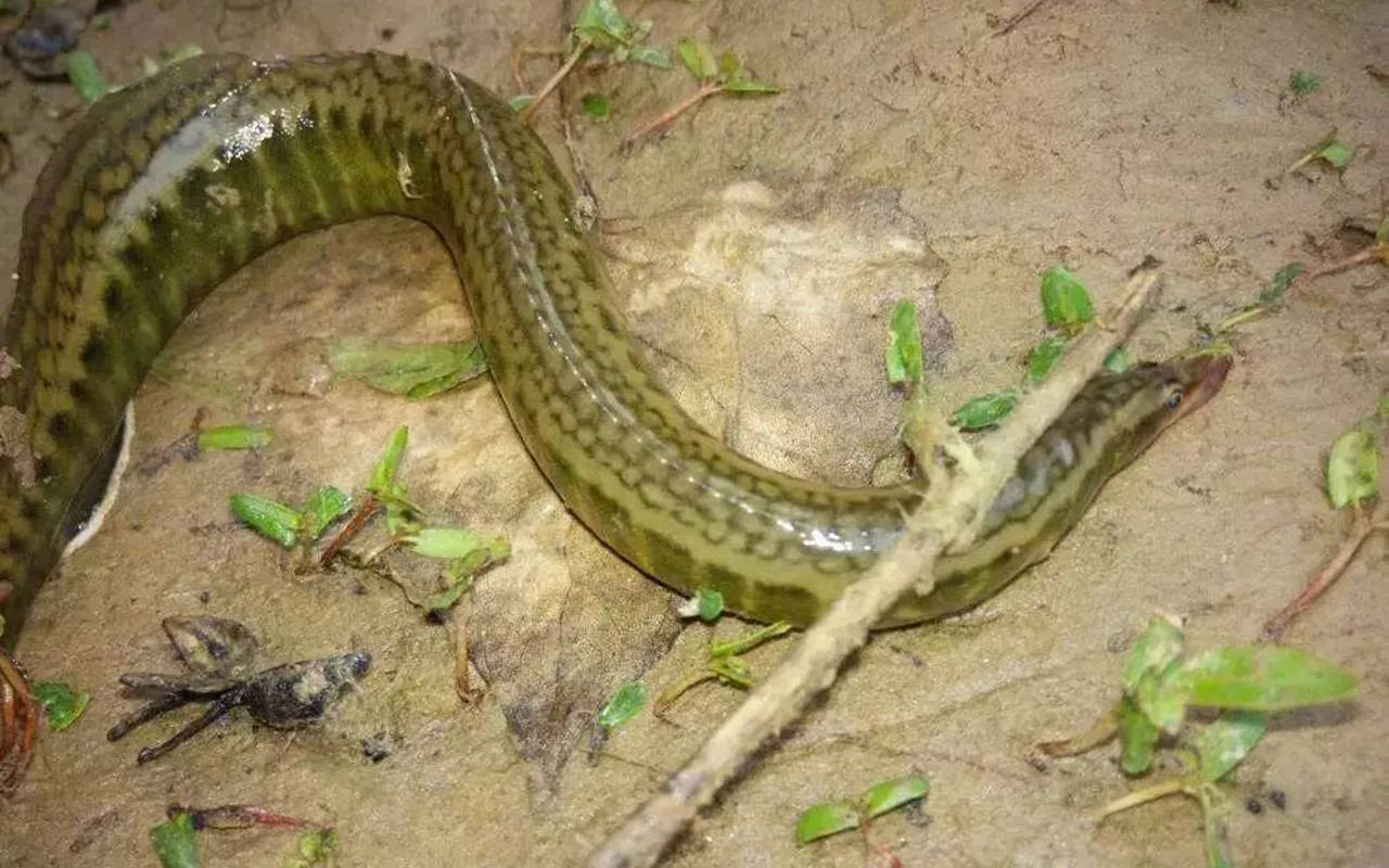 拿去喂鸡鸭,如今卖价昂贵,被罗非鱼取代_养殖_广西_泥鳅