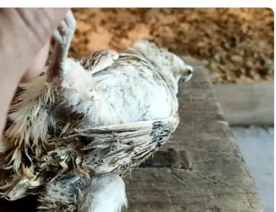 鹌鹑白痢病喂什么药_治疗_药物_饮水