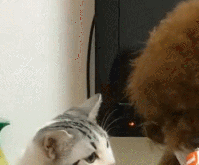 虎斑猫在旁边看着生怕泰迪多吃一口,自己少一口,虎斑猫的表情已经充分