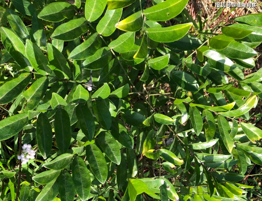 牛大力,又称山莲藕,大力薯,有4大作用,价值极高,农民朋友要了解!