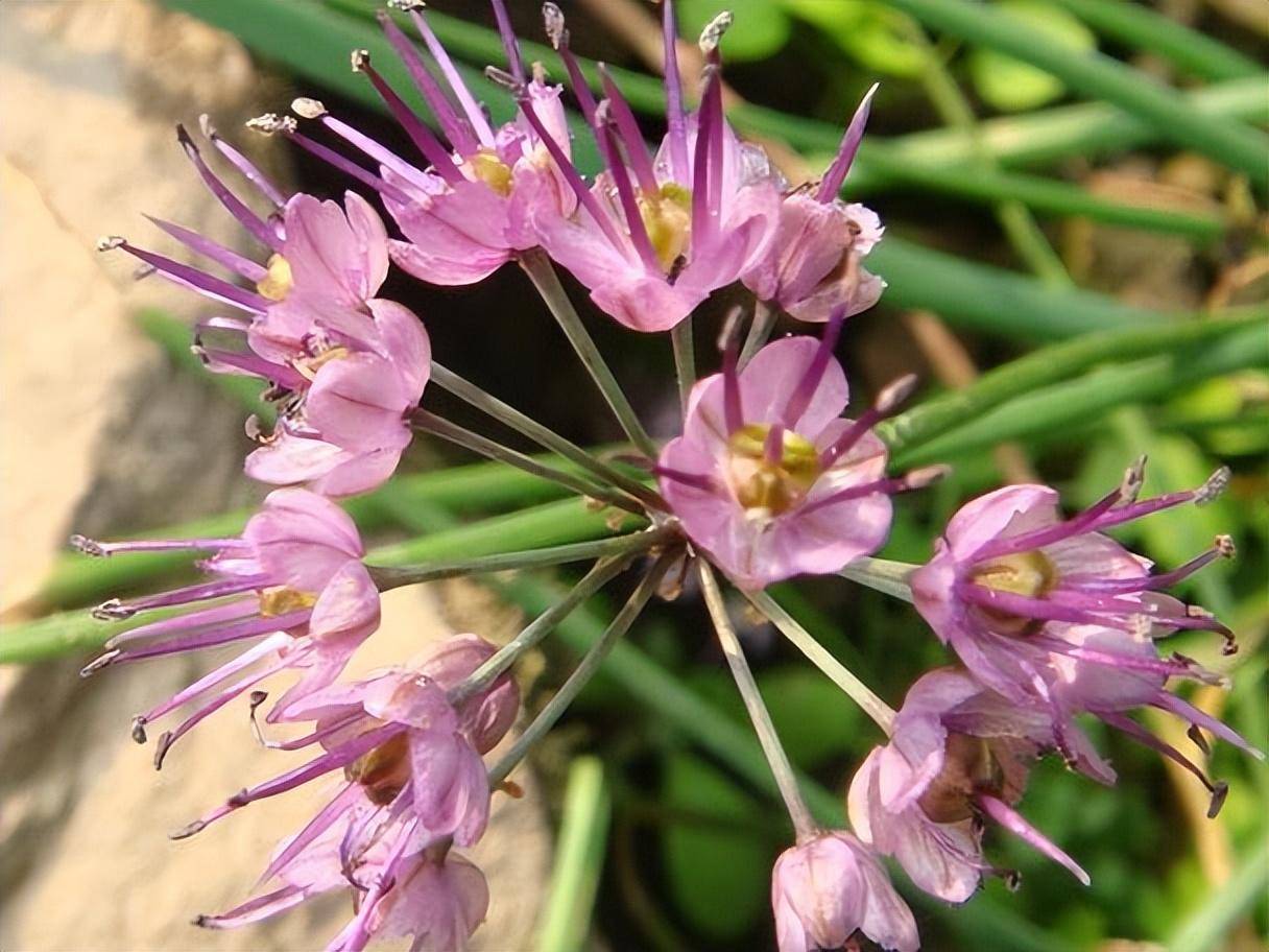 难以下咽的食物,每个都是重口味,成为很多人的噩梦_折耳根_香菜_柳叶