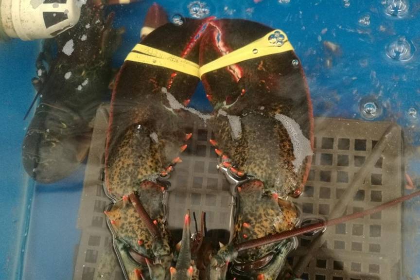 澳洲龙虾100块钱一斤贵不看货后朋友们说你赚大了