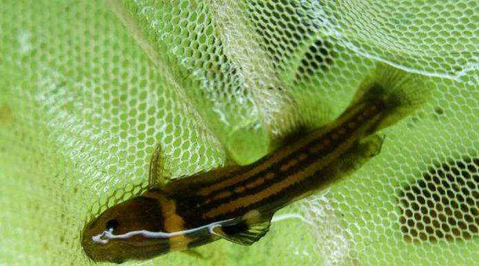 盘点十种冷门原生观赏鱼,认识三种就算是鱼缸之神!你敢挑战吗