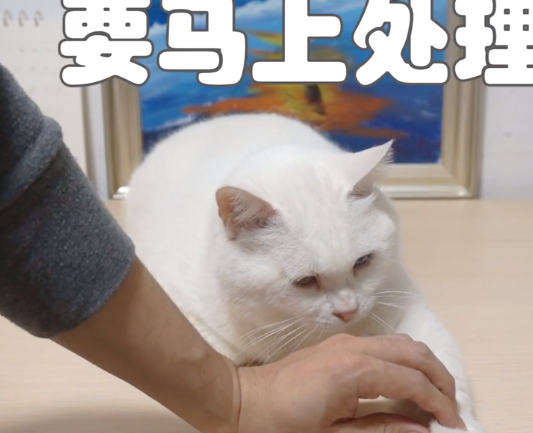 原创主人戏精上身自导自演给猫主子运功疗伤猫咪一脸嫌弃
