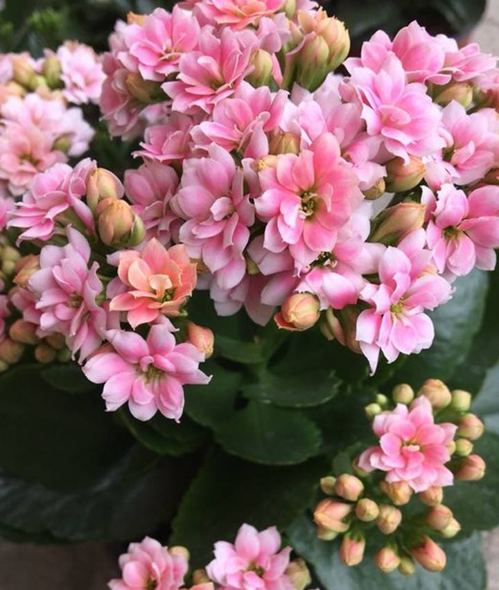 原创养长寿花3个小技巧1个保暖技易爆花