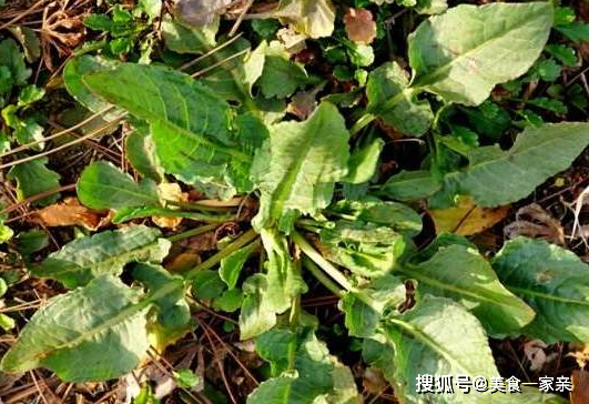 原创农民叫它野菠菜常用其叶子来治病却不知根部更加珍贵