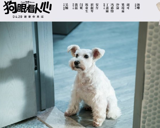原创狗眼看人心黄磊为爱宠讨公道比狗咬狗更可怕的是人斗人