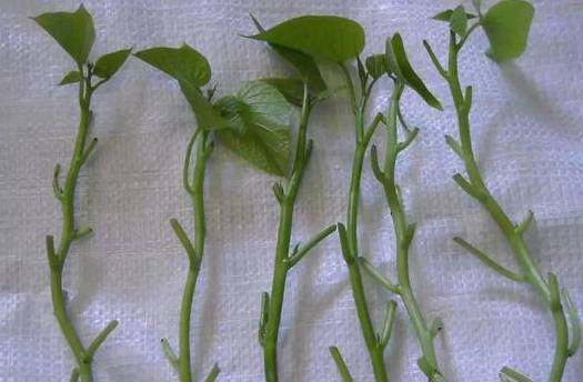 扦插不生根?这水里一泡,两周生出大白根!